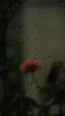 雨滴落在玻璃上，后面是一朵虚化的红花